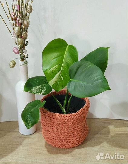 Монстера вариегатная