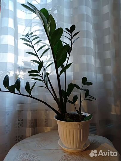 Замиокулькас