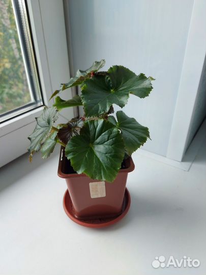 Бегония, молодой куст в горшке