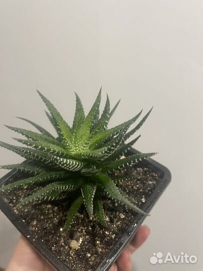 Суккуленты. Хавортия. Крассула коралл