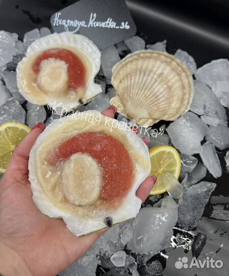 Гребешок на створке