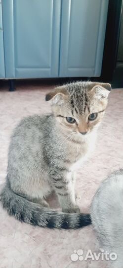 Кошки шотландцы