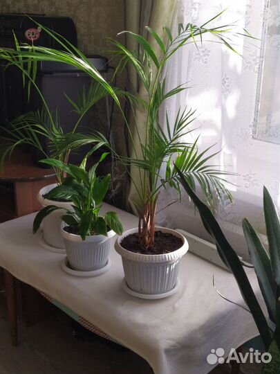 Женское счастье, пальма, денежное дерево