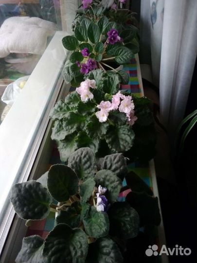 Фиалка в горшках 3 вида