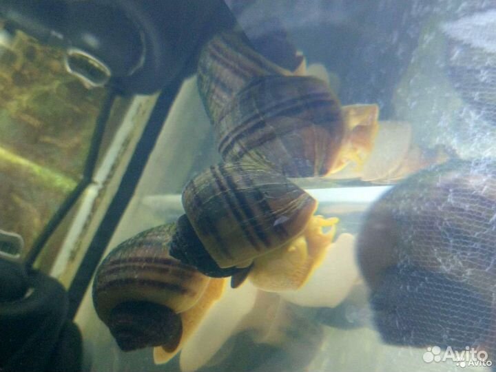 Улитки аквариумные Ампулярия