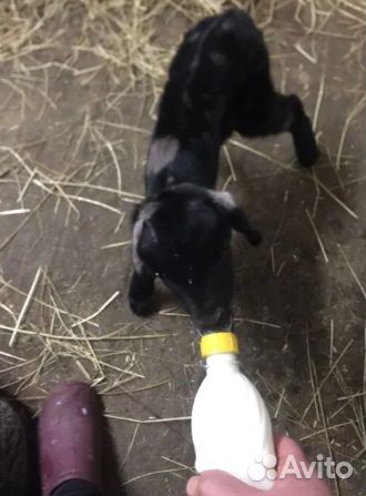 Для коз,овец, кормушка поилка соска 5 штук