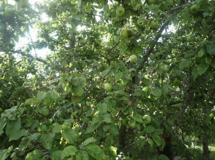 Участок 4 сот. (СНТ, ДНП)