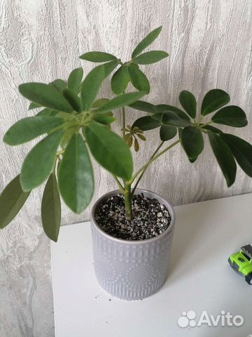 Шефлера, замиокулькас