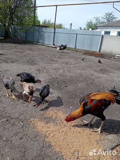 Бойцовые куры