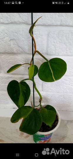 Хоя, филодендрон, бегония, замиокулькас