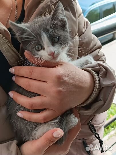 Котик в добрые руки