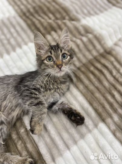 Кузя в добрые руки