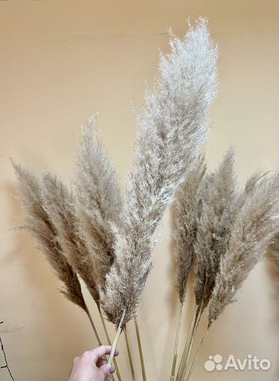 Кортадерия (пампасная трава)