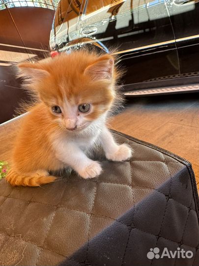 Кошка котята