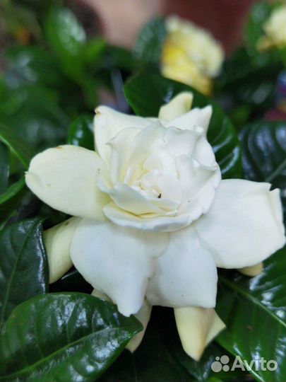 Гардения Царственная цветущая, Жасмин капский