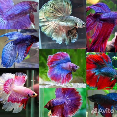Рыбка петушок сиамский
