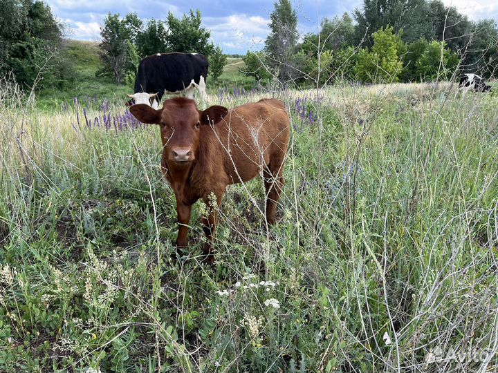 Телки от высокоудойных коров, телочки