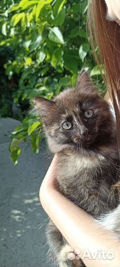 Котята