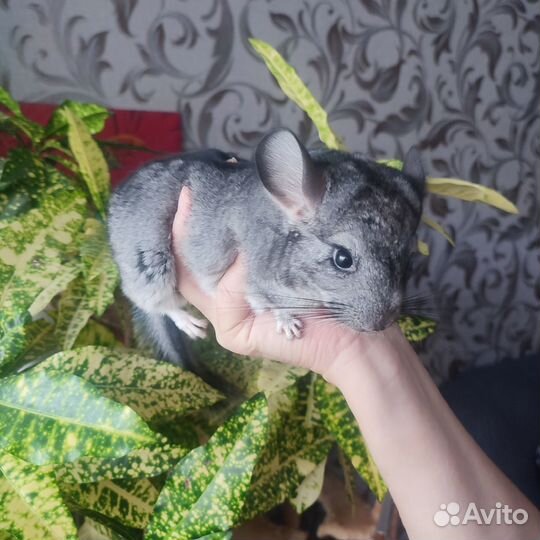 Шиншилла