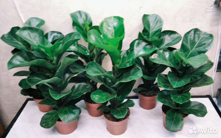 Фикус лирата