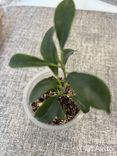 Фикус микрофилла