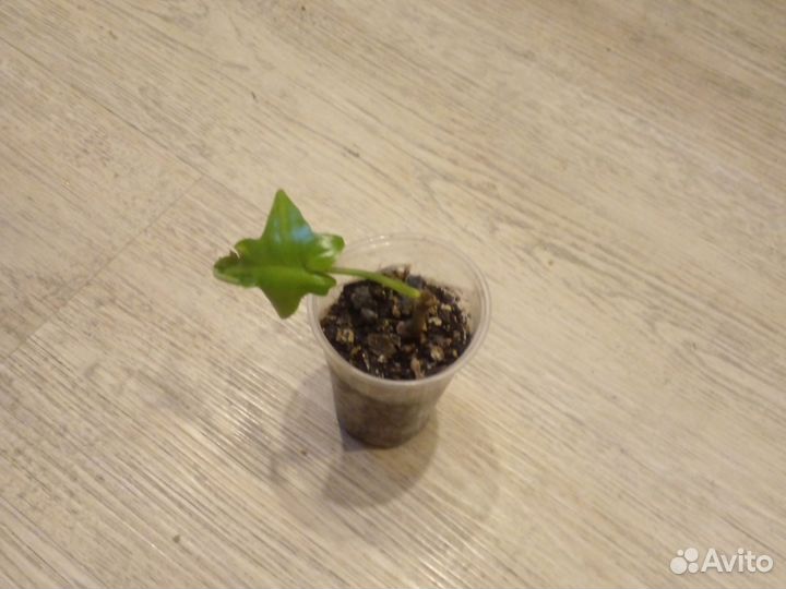 Филодендрон зеленая маска