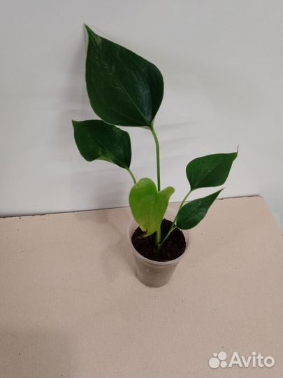 Антуриум фэнтези спрайт