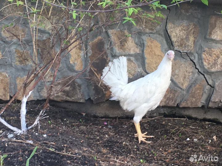 Куры, Несушки, Молодки, Супер Ник