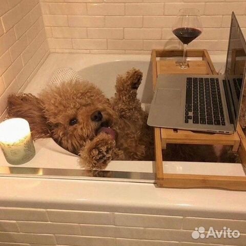 Репетитор/переводчик, языки английский/немецкий