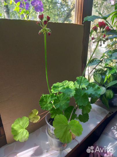 Пеларгония герань