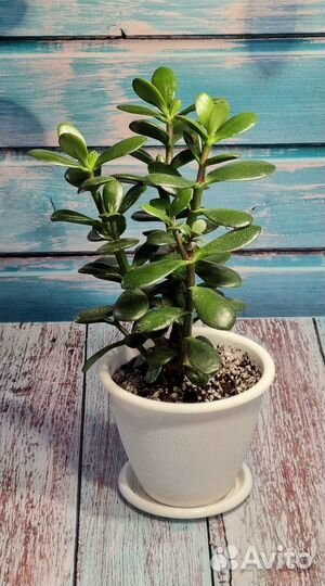 Толстянка крассула