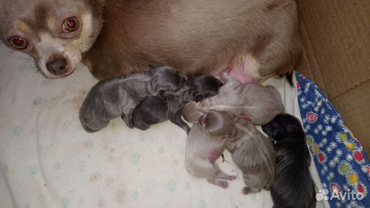 Вязка голубой чихуахуа