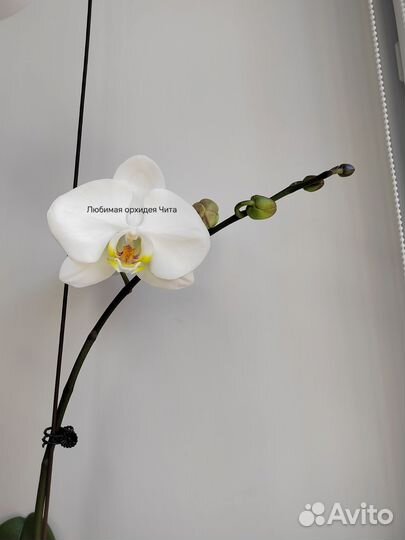 Фаленопсис