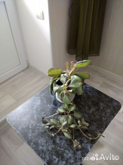 Бегония ампельная