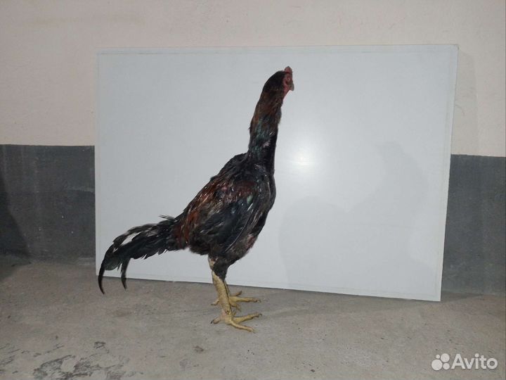 Байцовые петухи