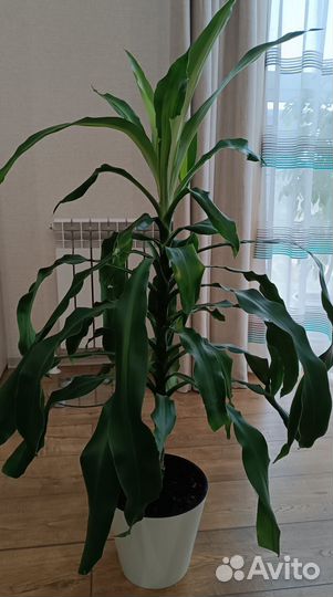 Пальма драцена душистая