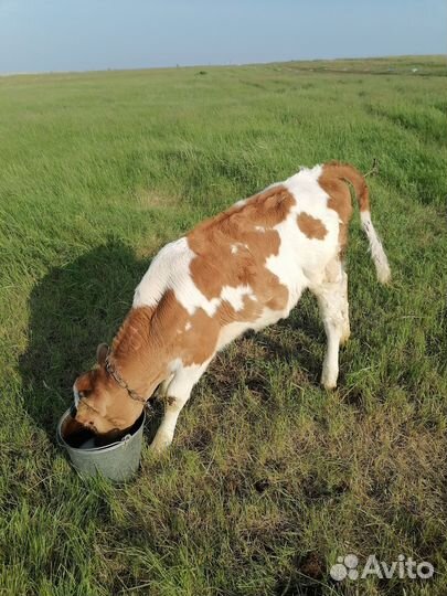 Продаются телочки