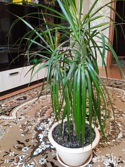 Пальма драцена