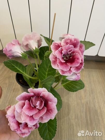 Глоксинии листики свежий срез