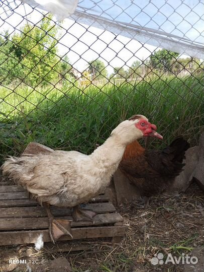 Мускусные утки тяжелые линии