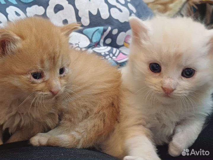 Кошки в добрые руки вислоухий домосер