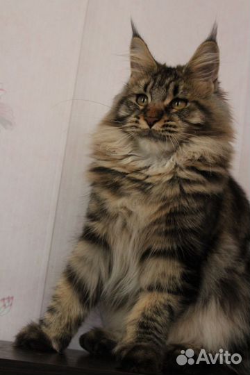 Мейн-кун девочка