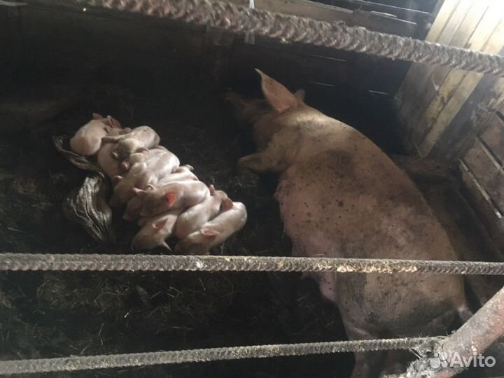 Поросята