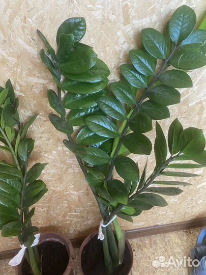 Замиокулькас