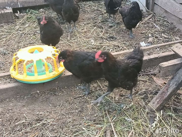 Петух