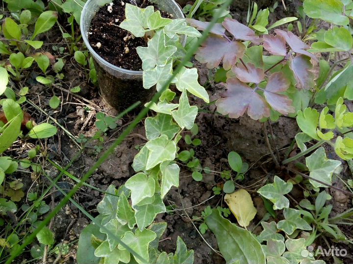 Растения для сада