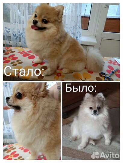 Стрижка собак, и кошек, вычес, груминг, грумер