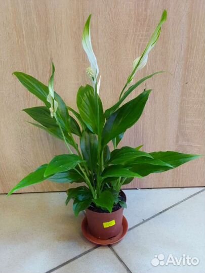 Спатифиллум