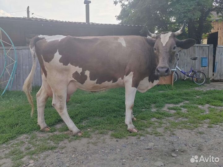 Продам коров