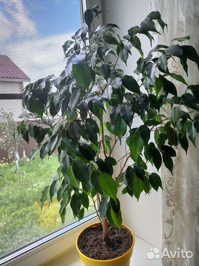 Фикус бенджамина Продажа или обмен